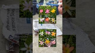 Where to Buy Different Types of Rain Lily Bulbs gardening [upl. by Eitac]