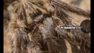 Did we just find a horned tarantula in South Africa [upl. by Khanna686]