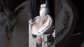 horse hooves cleaning satisfying farrier hoof asmr oddlysatisfying farrierlife [upl. by Helenka]