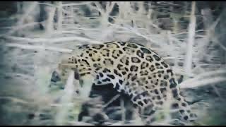 Jaguar kills Peccary [upl. by Judye176]