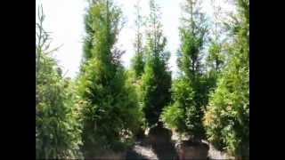 12 ft Screening Evergreens Green Giant Arborvitae Available 215 651 8329 [upl. by Aleil]