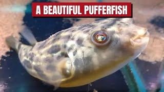 A FAHAKA PUFFER FISH🐟🐟🐟 quotHI THANKS FOR VISITING ME 🤩🤩🤩quot pufferfish fahakapufferfish fish [upl. by Naeroled]