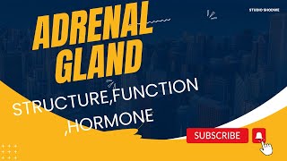 Adrenal GlandAdrenaline Noradrenaline HormoneGlucocorticoid Mineralocorticoid Androgen [upl. by Enirroc377]