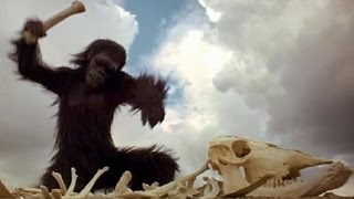 2001 A space odyssey  monkey scene HD [upl. by Handy]