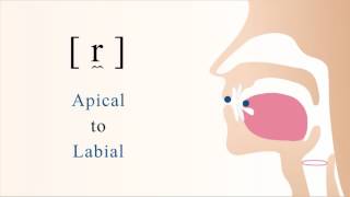 r̼  voiced apical labial trill [upl. by Brandise651]