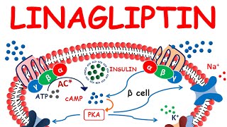 Linagliptin tradjenta  Mechanism precautions side effects amp uses [upl. by Aryhs]