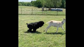 powerful Herding dog bouvierdesflandres shorts dog goat herdingdog workingdog farmlife [upl. by Maeve]