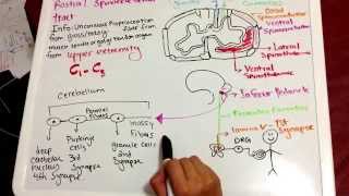 Rostral Spinocerebellar Pathway Tutorial [upl. by Tadashi]