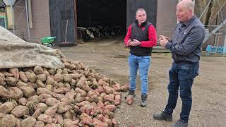 Voederbieten zijn snoepjes voor de koeien  De ervaringen van fam Sengers  LG Seeds [upl. by Mervin]