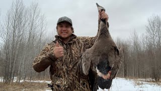 Public Land Pass Shooting Spring Geese CATCH CLEAN COOK [upl. by Artimid]