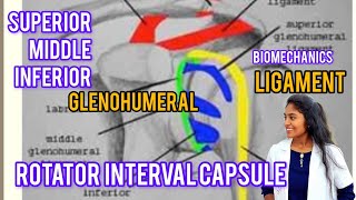 glenohumeral joint  biomechanics rotator interval capsulesuperiormiddleinferiorGhlig in tamil [upl. by Carroll]