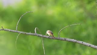 红尾伯劳 Brown Shrike [upl. by Margo]