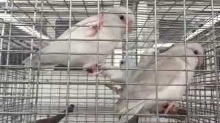 Parrotlets For Sale by Rare Parrotlet Breeders  Call 352 9425710 [upl. by Udelle]