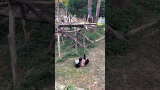 It’s unBEARable how much we are going to miss our panda friends at Smithsonian National Zoo ❤️🐼 [upl. by Cristin844]