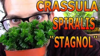 Cómo cuidar una Crassula Spiralis Stagnol una rara y bonita hibridación de crassulas [upl. by Christean126]