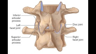 Two Minutes of Anatomy Facet Joints AKA Zygapophyseal Joints or Apophyseal Joints [upl. by Nitsugua437]