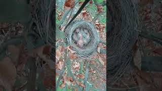 Blackbird nest timelapse From eggs to full grown [upl. by Airdnassac634]