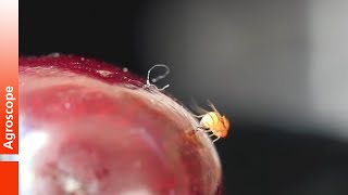 Eiablage der Kirschessigfliege Drosophila suzukii [upl. by Airetak]