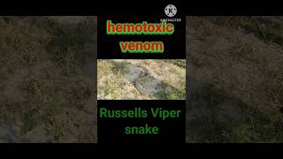 Russells viper snake 😱😱😱 information 🤯🤯🤯 shortvideo yshorts shorts [upl. by Kreiker647]