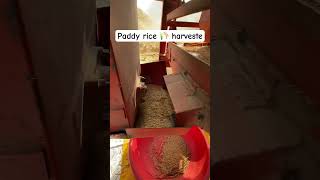 Paddy rice 🌾 ￼threshing machine vardhman harvesting threshingpaddy fharming tractor [upl. by Annairba]