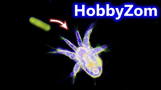 Copepod nauplius larval stage demonstrates its FEEDING CURRENT [upl. by Etselec787]