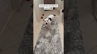 Sonda Bergoyu gördüğündeki şaşkınlık 😂 dog köpekvideoları pitbull doggerel americanbully [upl. by Anaugal916]