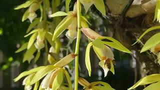 Coelogyne Rochussenii rebloom [upl. by Zischke245]