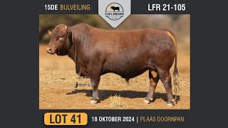 Lot 41  Vlakte Bonsmara Bulveiling  18 Okt 2024 [upl. by Fonda]