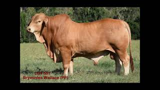 Bryvonlea Droughtmasters February All Breeds Bull Sale 14th Feb 2023 Lot 557 Bryvonlea Wallace [upl. by Raul]