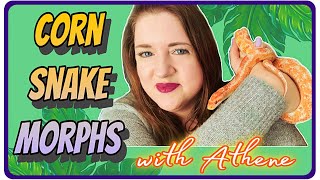 Corn Snake Morphs With Descriptions and Photos feat Athene cornsnakes reptiles morphs [upl. by Tareyn]