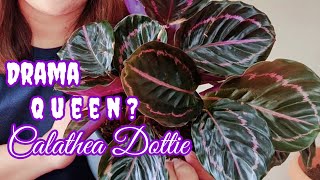 Calathea Dottie  Complete Care Tips [upl. by Nrubyar]