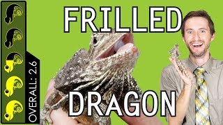 Frilled Dragon The Best Pet Lizard [upl. by Nawuj]