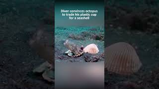 Diver convinces octopus to trade his plastic cup for a seashell [upl. by Anivid]