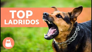 Los mejores VÍDEOS de PERROS LADRANDO 🐶🐾 ¡LADRIDOS de PERROS Enojados Felices y Graciosos [upl. by Annekim180]