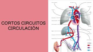 Circulación materno fetal [upl. by Atir]