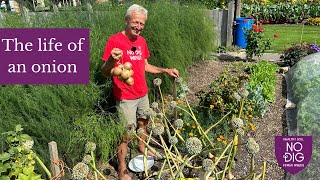 Onions from seed Then ten onions planted a year later to grow more seeds Charles Dowding [upl. by Nauqahs]