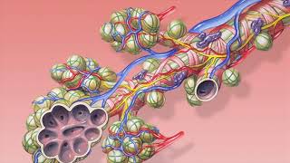 Difference Between Alveoli and Alveolar Sac [upl. by Bea]