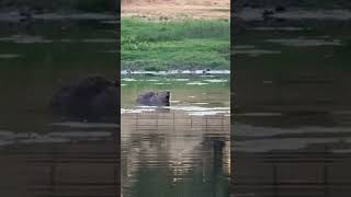 Busy Beavers Breakfast Bonanza [upl. by Gerhard]