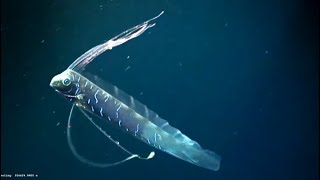 Facts The Giant Oarfish [upl. by Akel715]