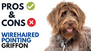 Wirehaired Pointing Griffon Pros and Cons  Korthals Griffon Advantages and Disadvantages [upl. by Segal6]