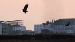 Whitetailed Eagle hunting Shelduck on Brownsea Lagoon  171123  Nicki Tutton [upl. by Ennylhsa]