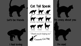 Cat tail speak [upl. by Maryl]