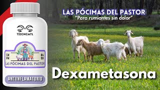 Las Pócimas del Pastor  Dexametasona [upl. by Blisse287]