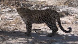 Etosha National Park Namibia 2018  Our Wildlife Highlights in HD documentary [upl. by Aroved713]