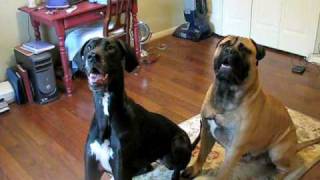 Bullmastiff and Great Dane [upl. by Soelch]