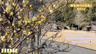 【HDR・弥生時代の住居とロウバイの花】Japanese Yayoi period residences and lobai flowers阿波史跡公園竪穴住居と高床倉庫。 [upl. by Wehrle]