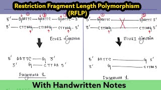 Restriction fragment Length Polymorphism  Difference between RFLP and AFLP [upl. by Nahij127]