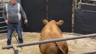 Charolais Srore Cattle at Hexham Mart 11th October 2024 [upl. by Seravat]