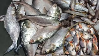 নিশ্চিন্তপুর মার্কেট ইলিশ মাছের দাম ।। llish fish price nischintapur market।nischintapurfishmarket [upl. by Fin]