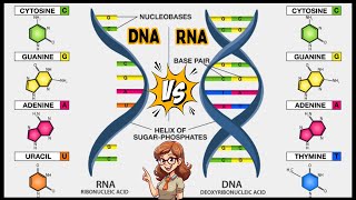 DNA vs RNA Differences Between RNA and DNA  Hindi  Urdu [upl. by Derwin]